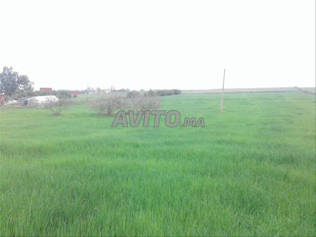 Terrains et fermes titrés à vendre | Sidi Rahal - 2