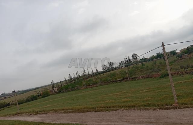 Oujda Angad-Frontière deux mulets Douar Oulad Ayyad