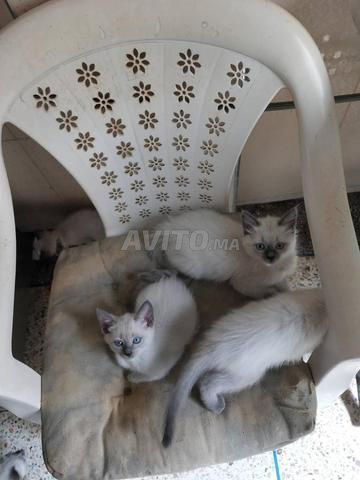 Chat siamois yeux bleus - 2