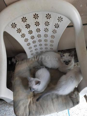 Chat siamois yeux bleus