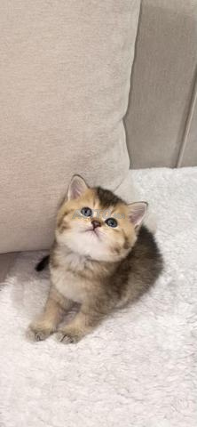 Chat Scottish Golden