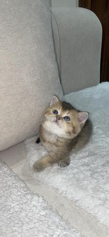Chat Scottish Golden - 2