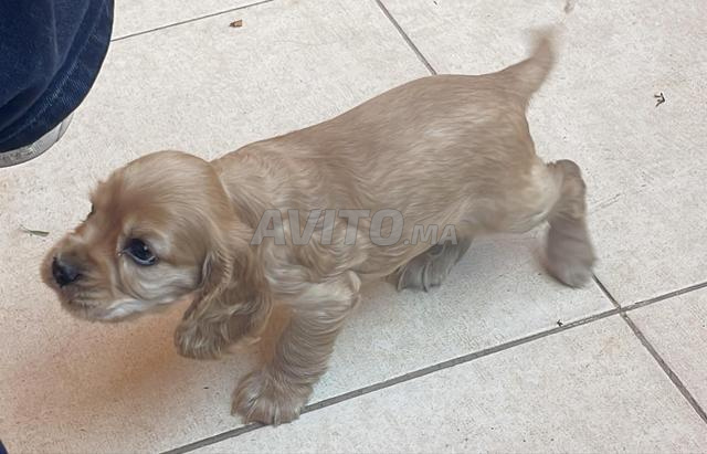 Cocker Spaniel Anglais - 2