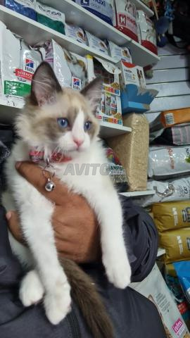 Chaton Ragdoll - 2