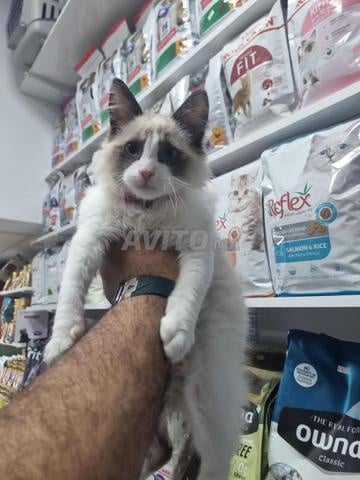 Chaton Ragdoll