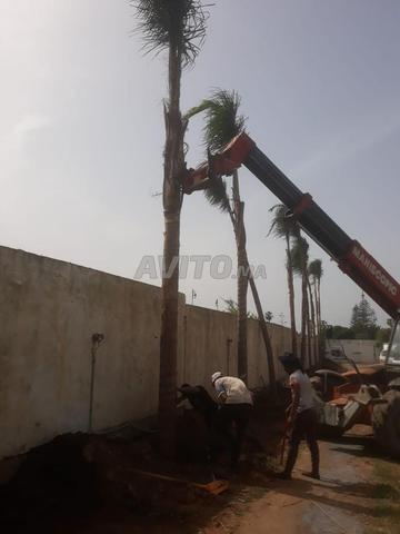 Vente Palmiers Coco & Washingtonia - 2