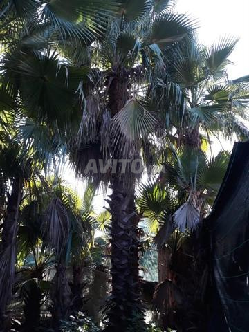 Vente Palmiers Coco & Washingtonia
