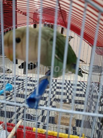 Oiseau Rose et Cage - 2