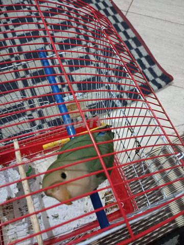 Oiseau Rose et Cage
