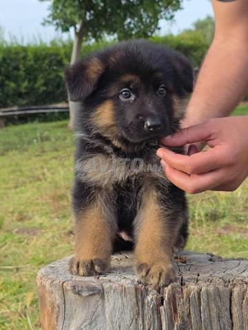 Très belle portée Berger Allemand pedigree