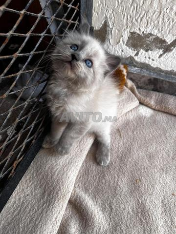 Chats siamois