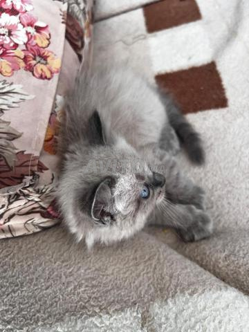 Chats siamois - 2