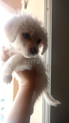 Petit chiot femelle - 2