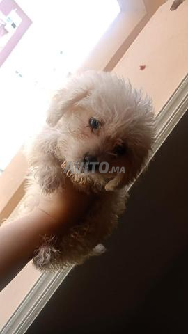 Petits chiots femelles - 2