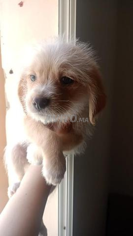 Petits chiots femelles