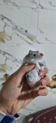 Hamster nain russe avec cage et accessoires