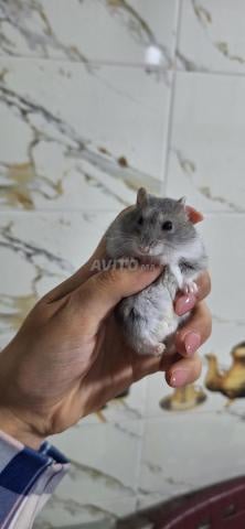 Hamster nain russe avec cage et accessoires - 2
