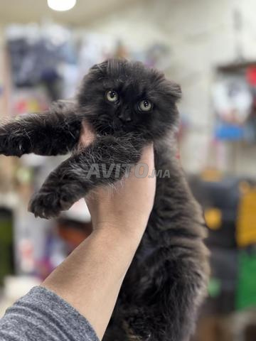 Chatons Scottish Fold - 2