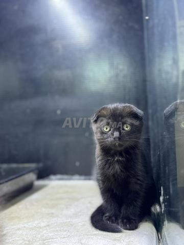 Chatons Scottish Fold