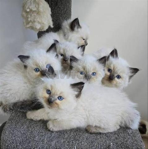 Chaton Ragdoll bébé