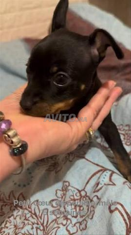 Bébé femelle pinscher nain