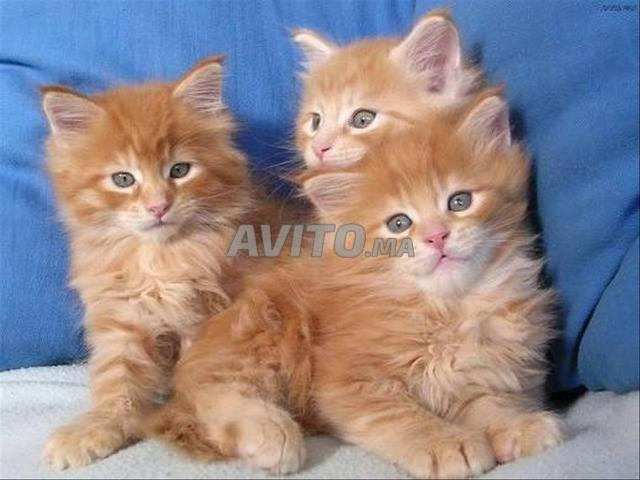 Chaton persan roux orange