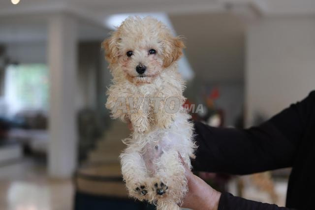 Chiot poodle toy /teacup (2,5 kgs adulte) pédigrée
