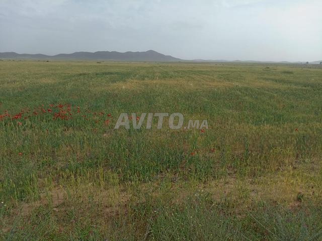 أرض للبيع مساحتها 20000 متر مربع مسجلة