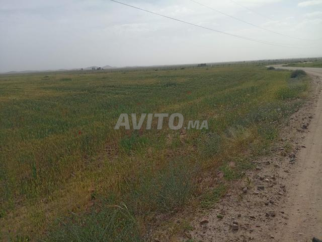 أرض للبيع مساحتها 20000 متر مربع مسجلة