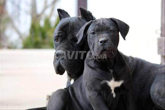 Magnifique portée Cane Corso pedigree