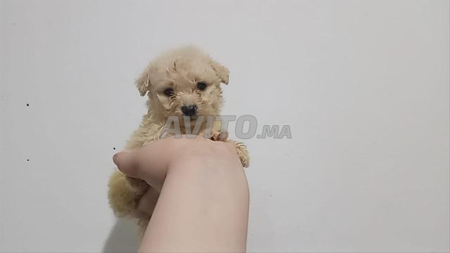 Chiens Caniche - 2