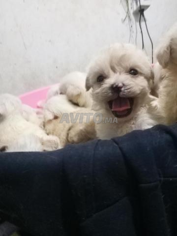 Chiens Caniche