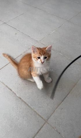 Chat orange