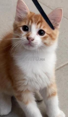 Chat orange - 2
