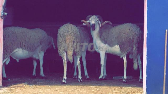 Mouton de bonne qualité - 2