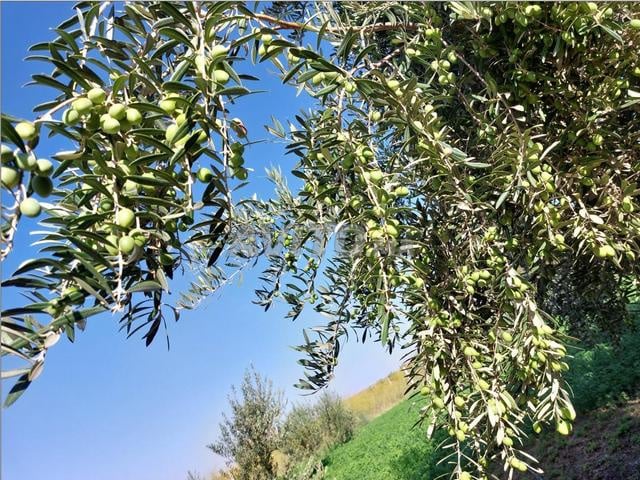 Huile d'olive locale (Excellente qualité Bio)