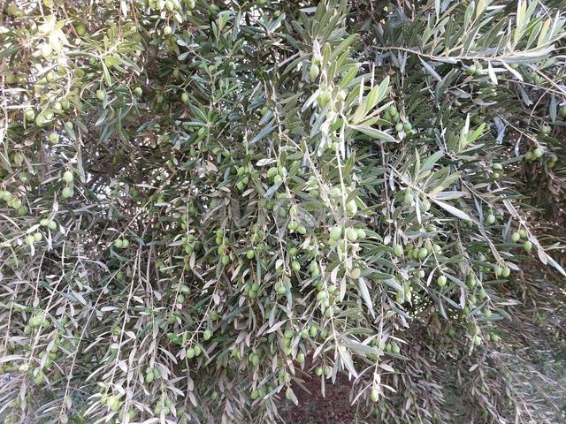 Huile d'olive locale (Excellente qualité Bio) - 2