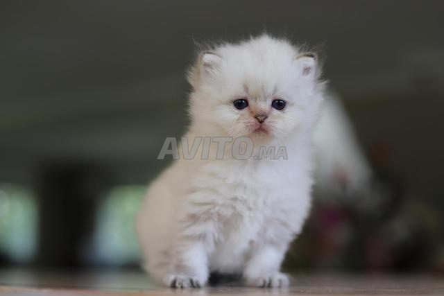 Chatons Scottish & British avec pedigree wcf