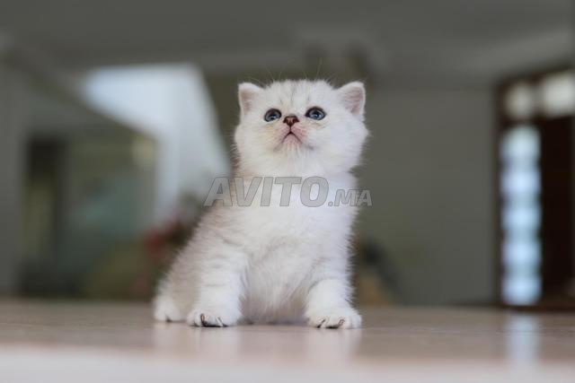 Chatons Scottish & British avec pedigree wcf