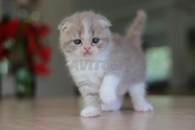 Chatons Scottish & British avec pedigree wcf