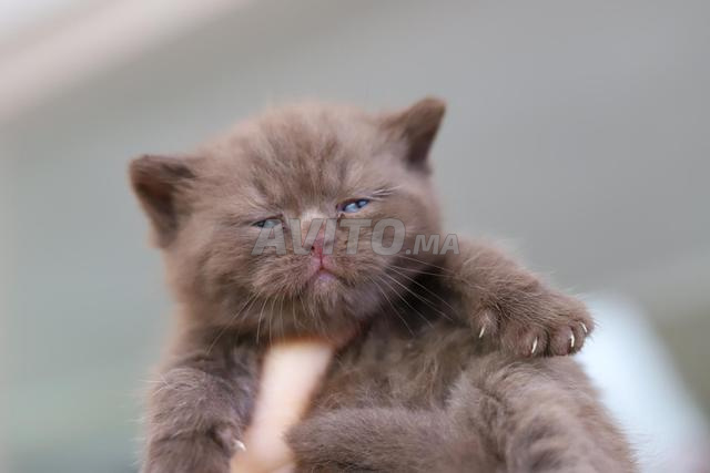 Chatons Scottish & British avec pedigree wcf