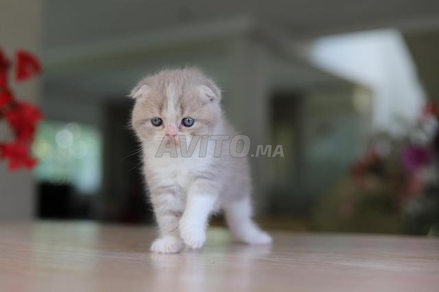 Chatons Scottish & British avec pedigree wcf