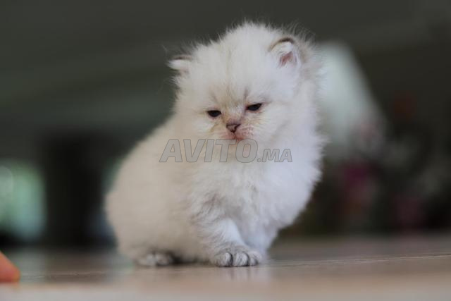 British Longhair pedigree wcf papa champion