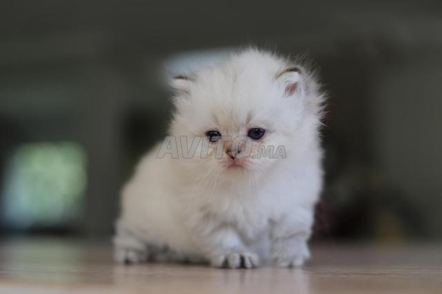 British Longhair pedigree wcf papa champion