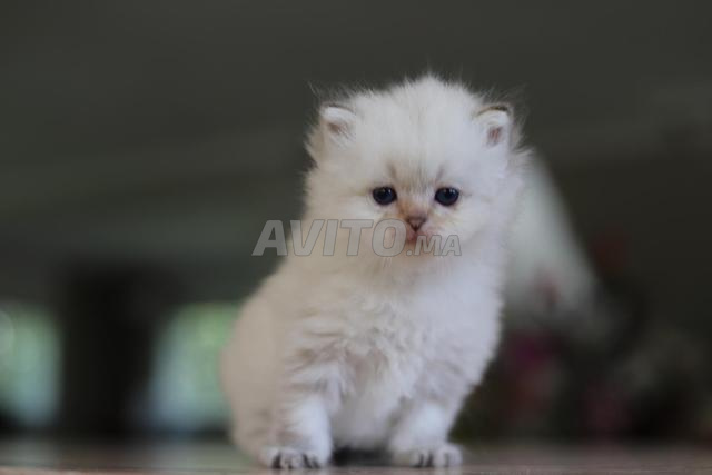 British Longhair pedigree wcf papa champion
