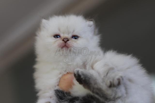 British Longhair pedigree wcf papa champion