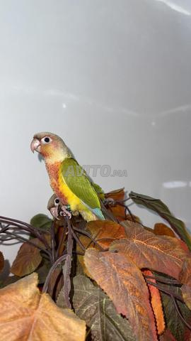 Perroquets Conures - 2