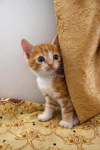 قطط للتبني 🐾🩶 - 2