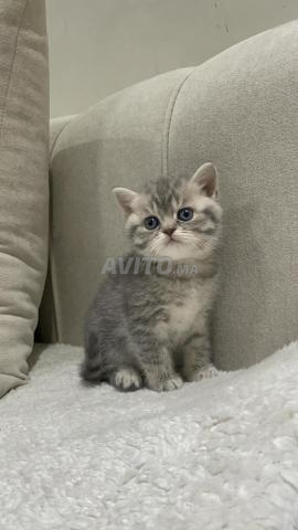 Chat Scottish - 2
