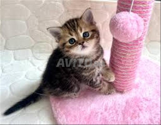 Bébé chat Scottish Straight - 2